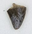 Serrated Tyrannosaur Tooth Tip - Texas #33233-1